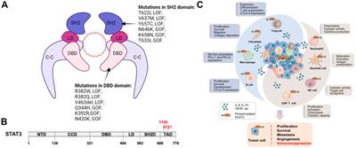 STAT3 and p63 in the Regulation of Cancer Stemness